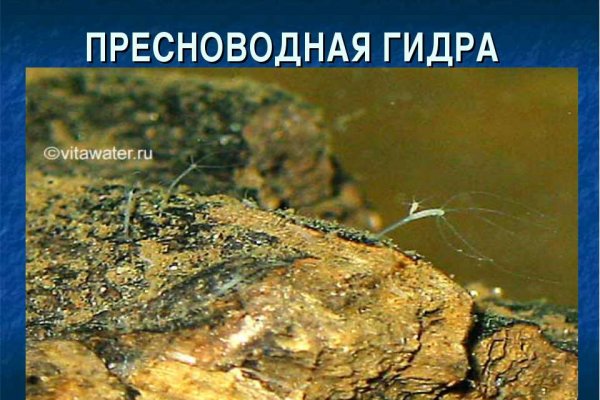 Кракен zerkalo pw
